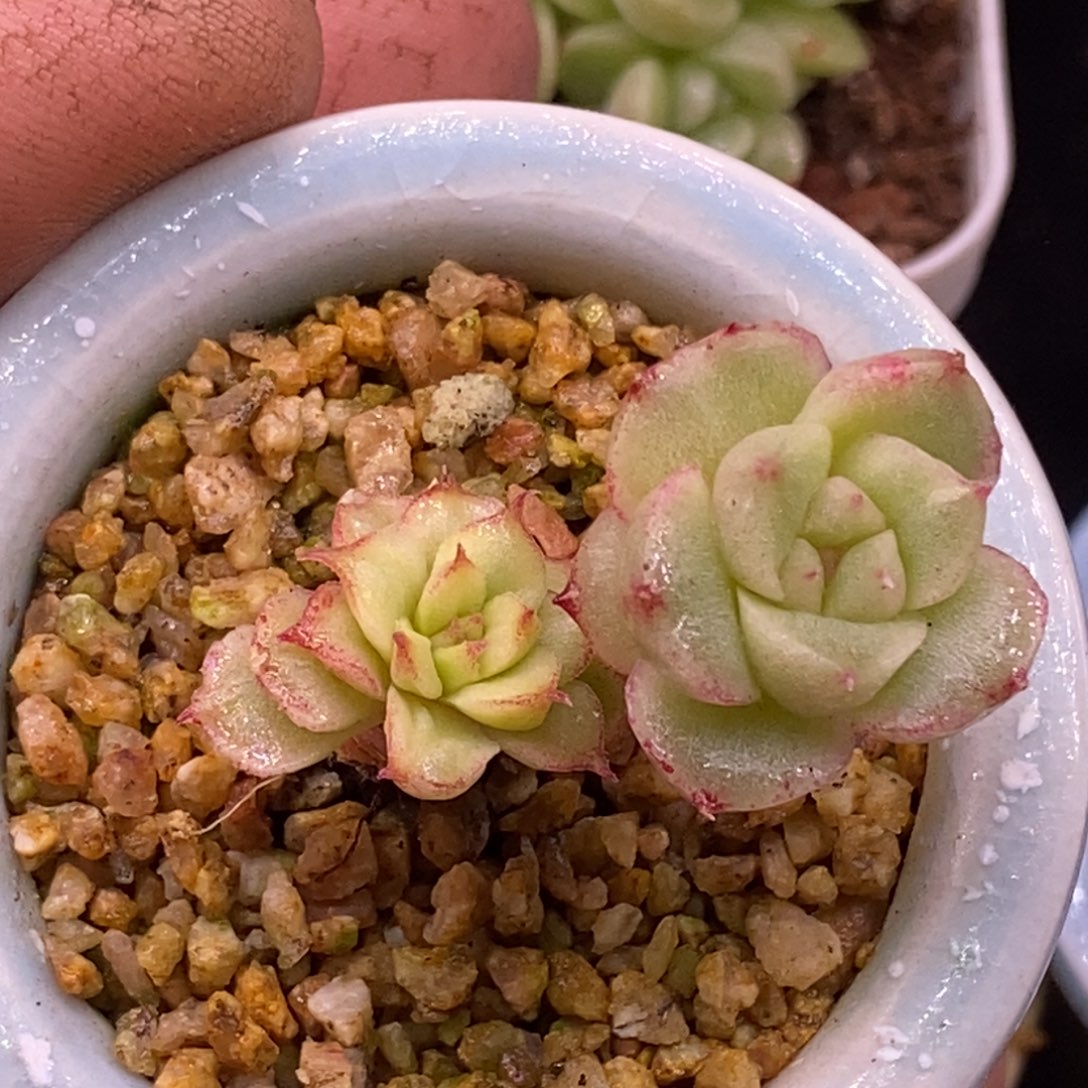 夏***荷247白泽黄富轮锦。…………