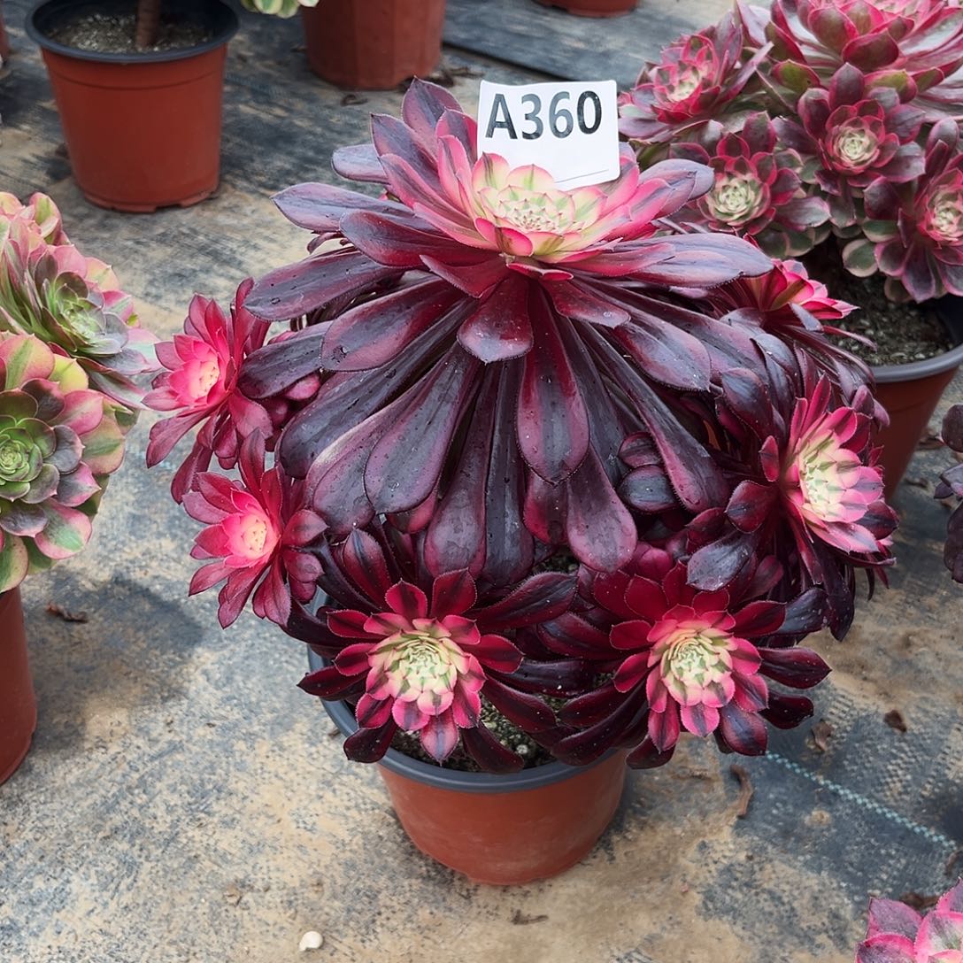 多肉植物黑铜白360多肉