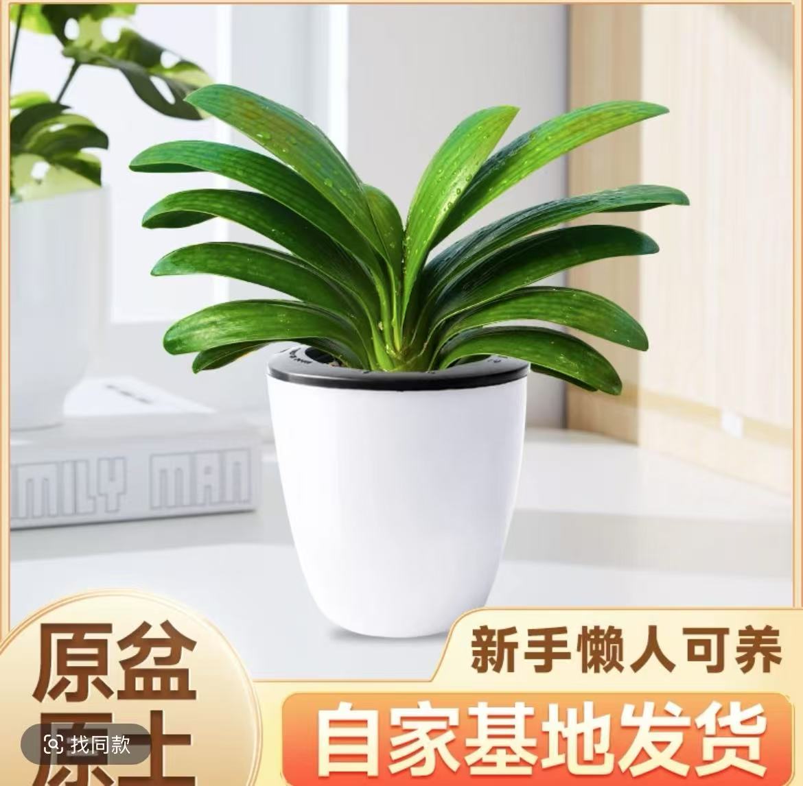 精品短叶君子兰，使用原盘原土发货，春冬季开花，室内盆栽推荐合适