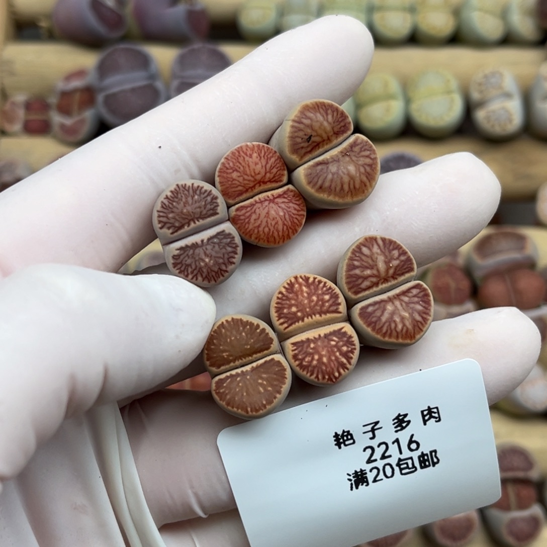 2216号一首特价红窗菊