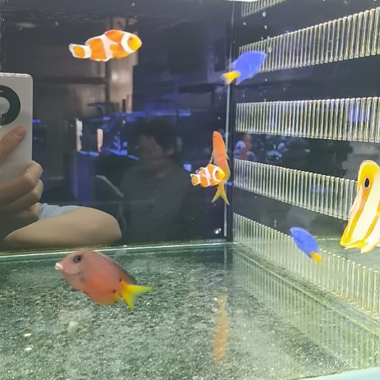 黄尾蓝魔4条海水鱼