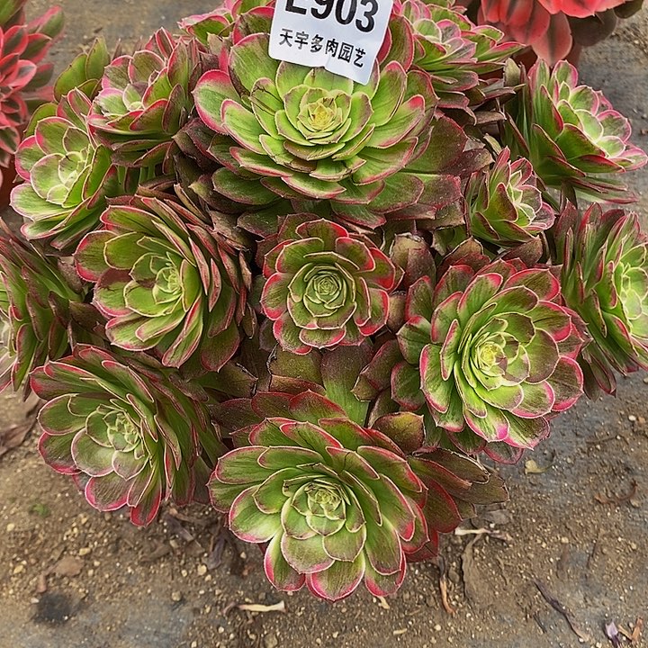 多肉莲花903多肉