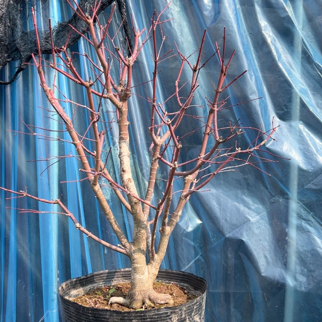 罗*枫树枫树枫树枫树