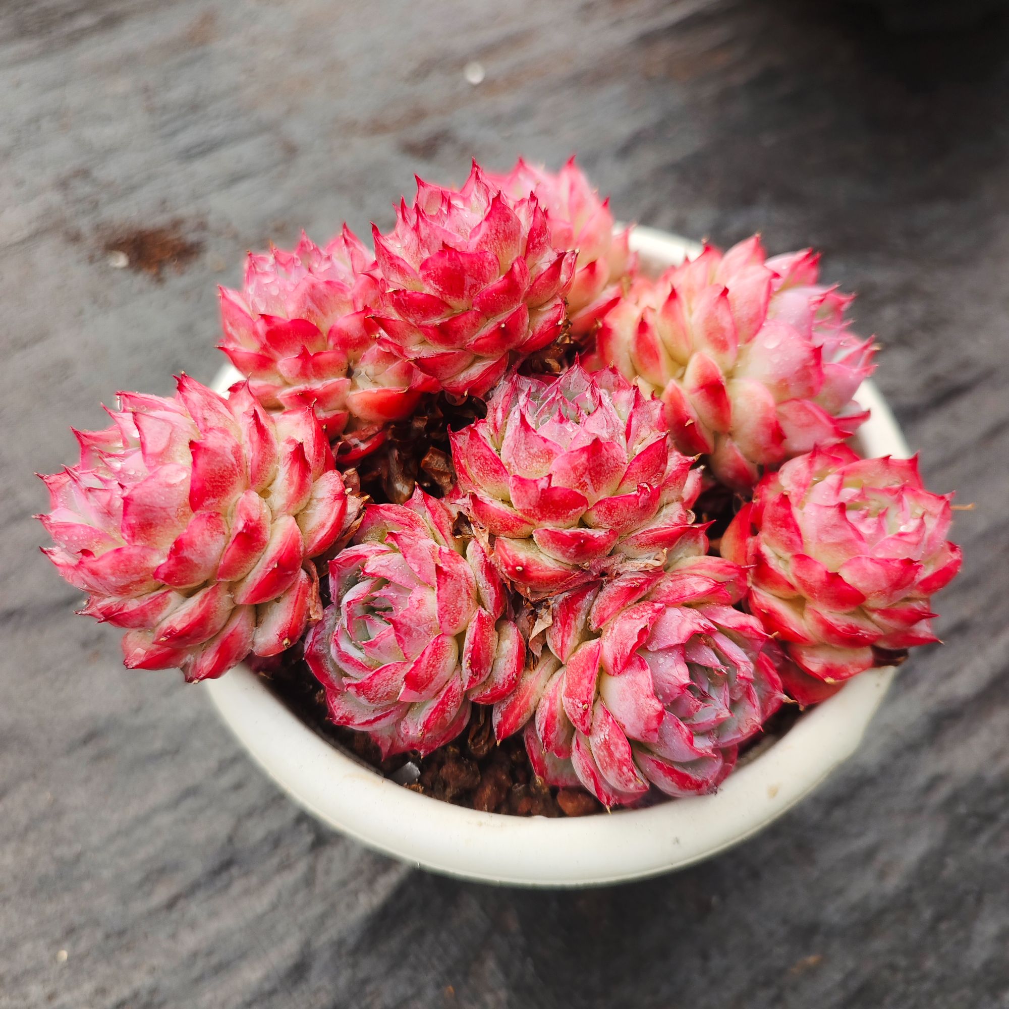  【侧影】多肉植物 老桩奶油玫瑰多肉植物庭院美观好养新手适合
