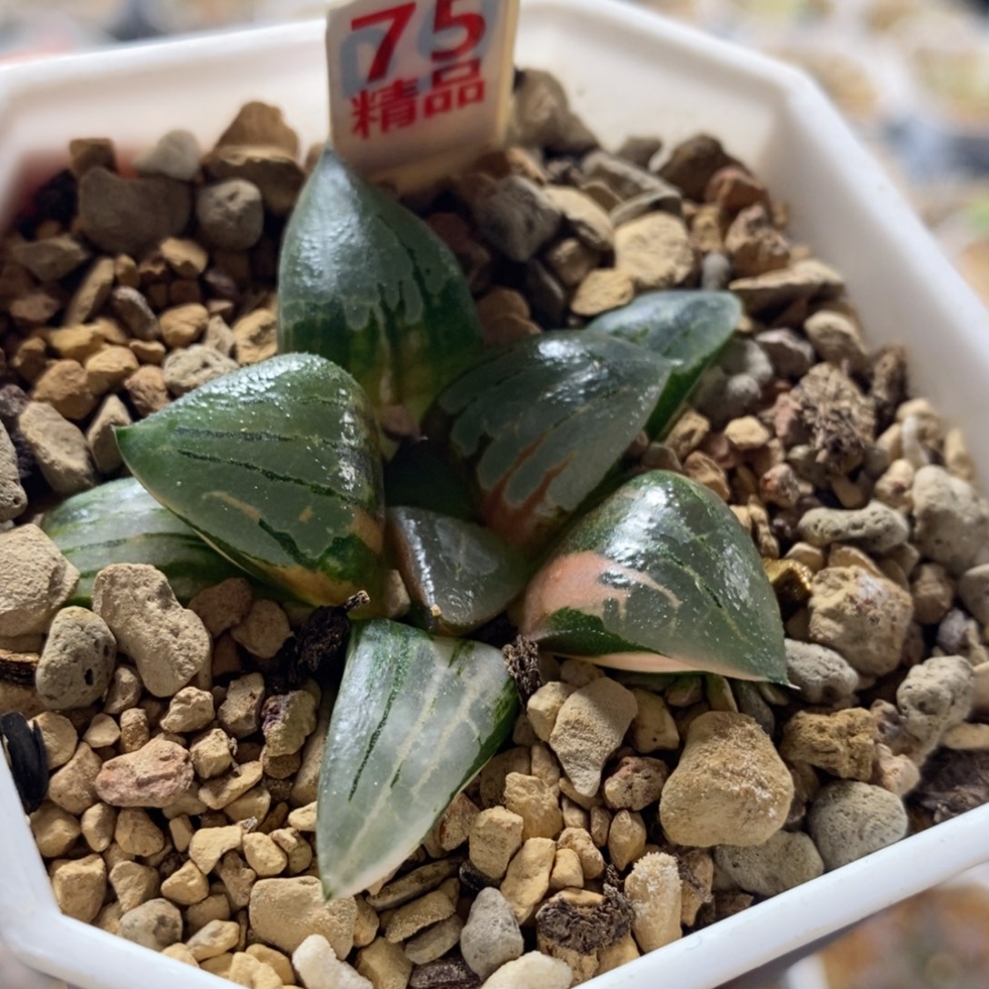 不开花植物75阿房宫