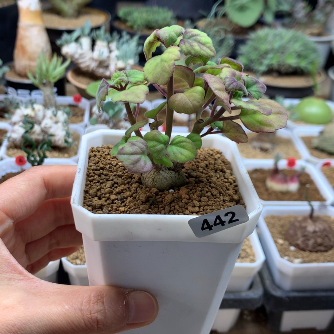 爱氏延命草多肉带盆442