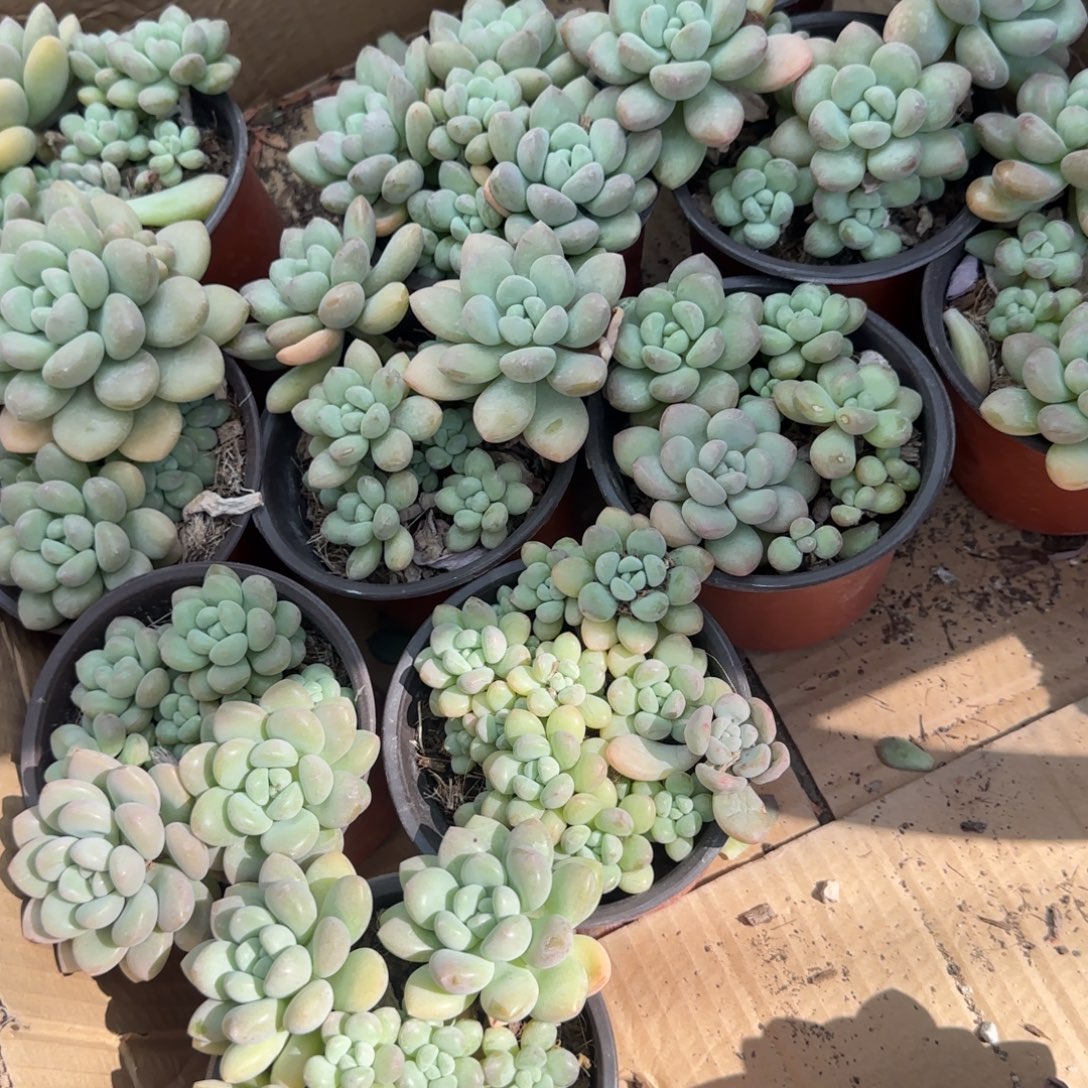 无花朵泡泡糖群生