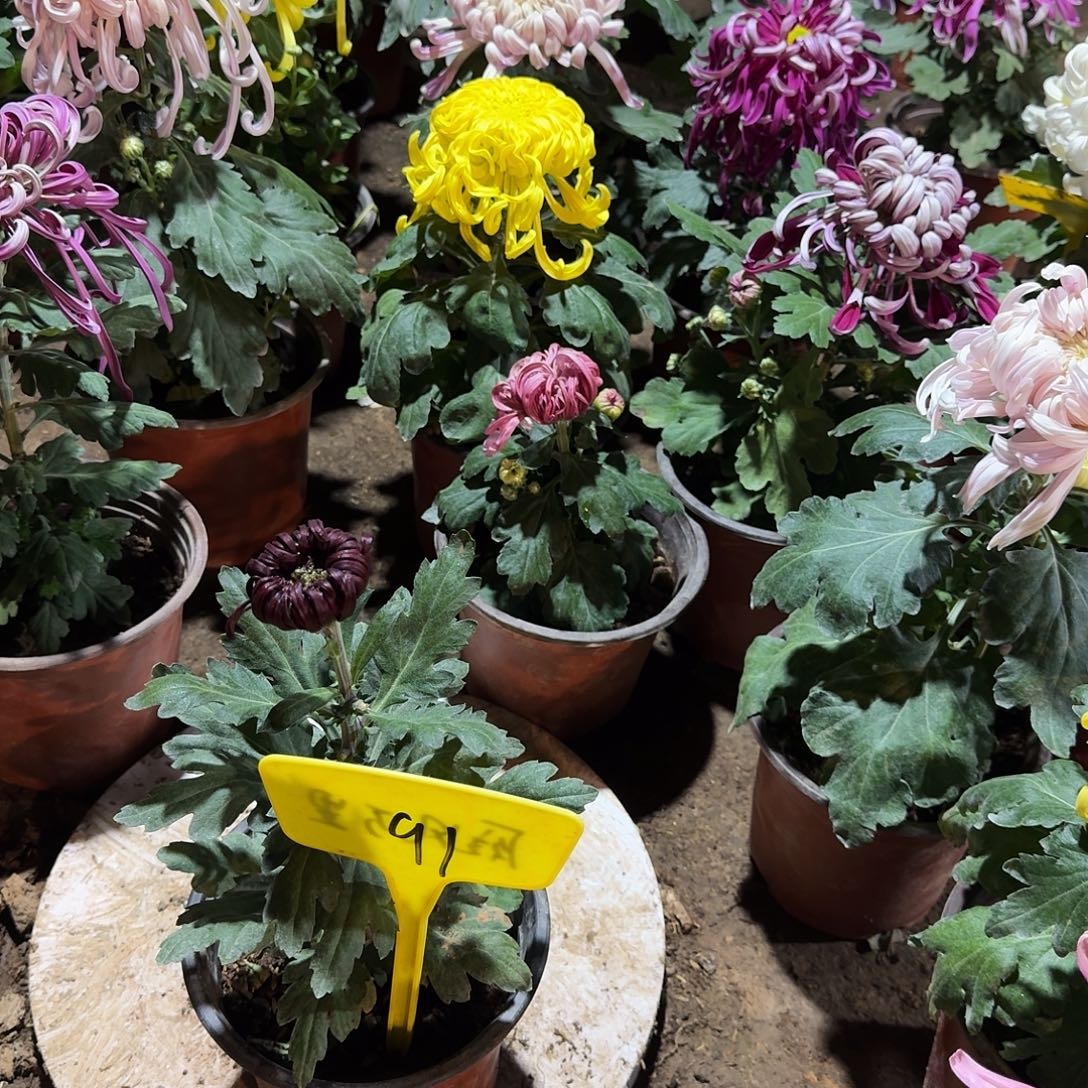 大部分花苞少量开放91