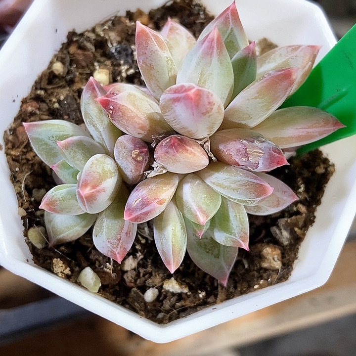 多肉植物幻影美人965