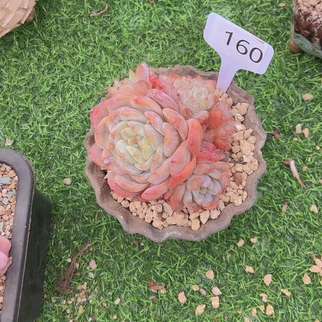 ?****?160橙子多头10不售后