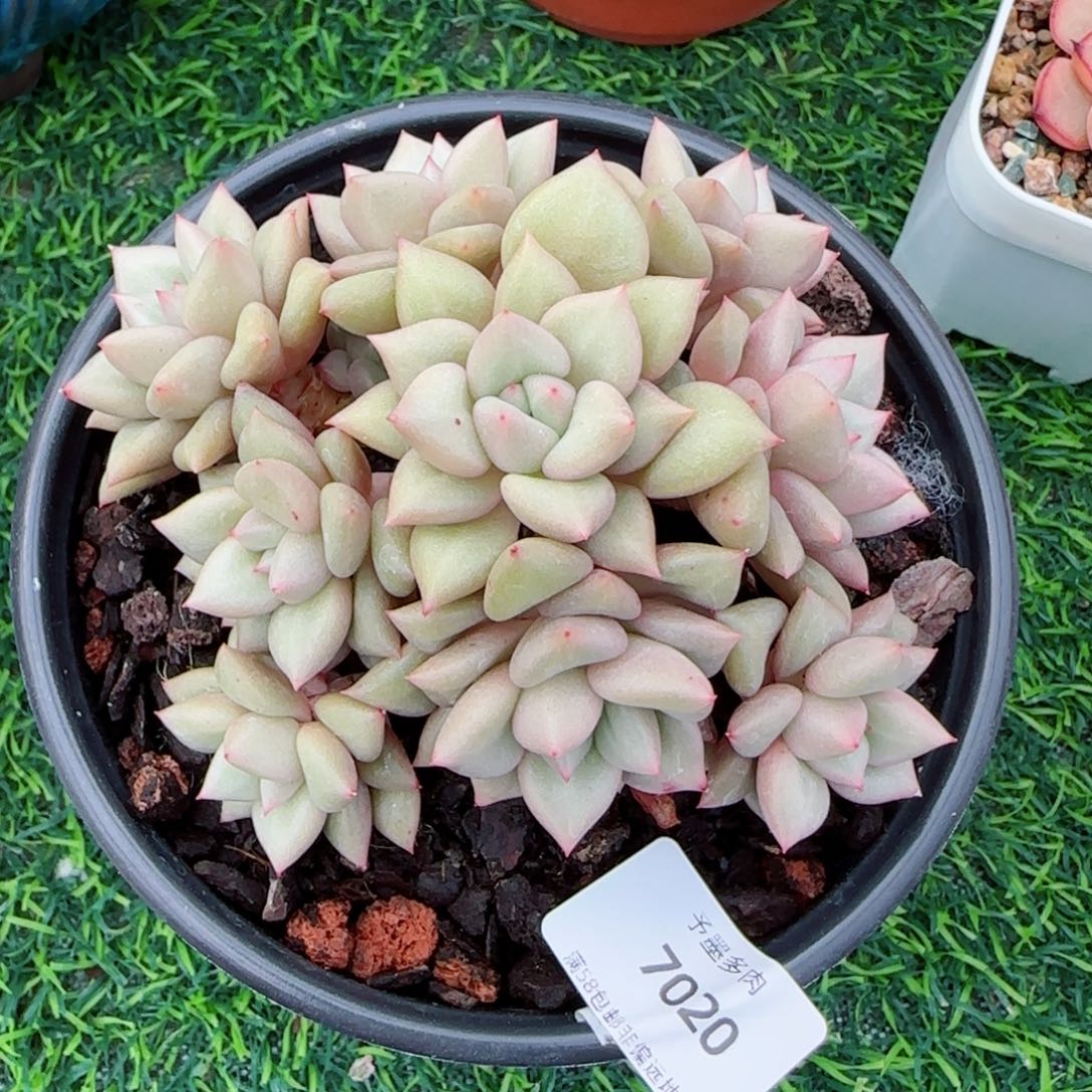 黄金象牙，7020多肉