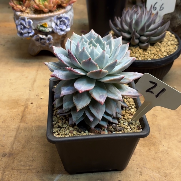 多肉植物，粉蓝鸟21号