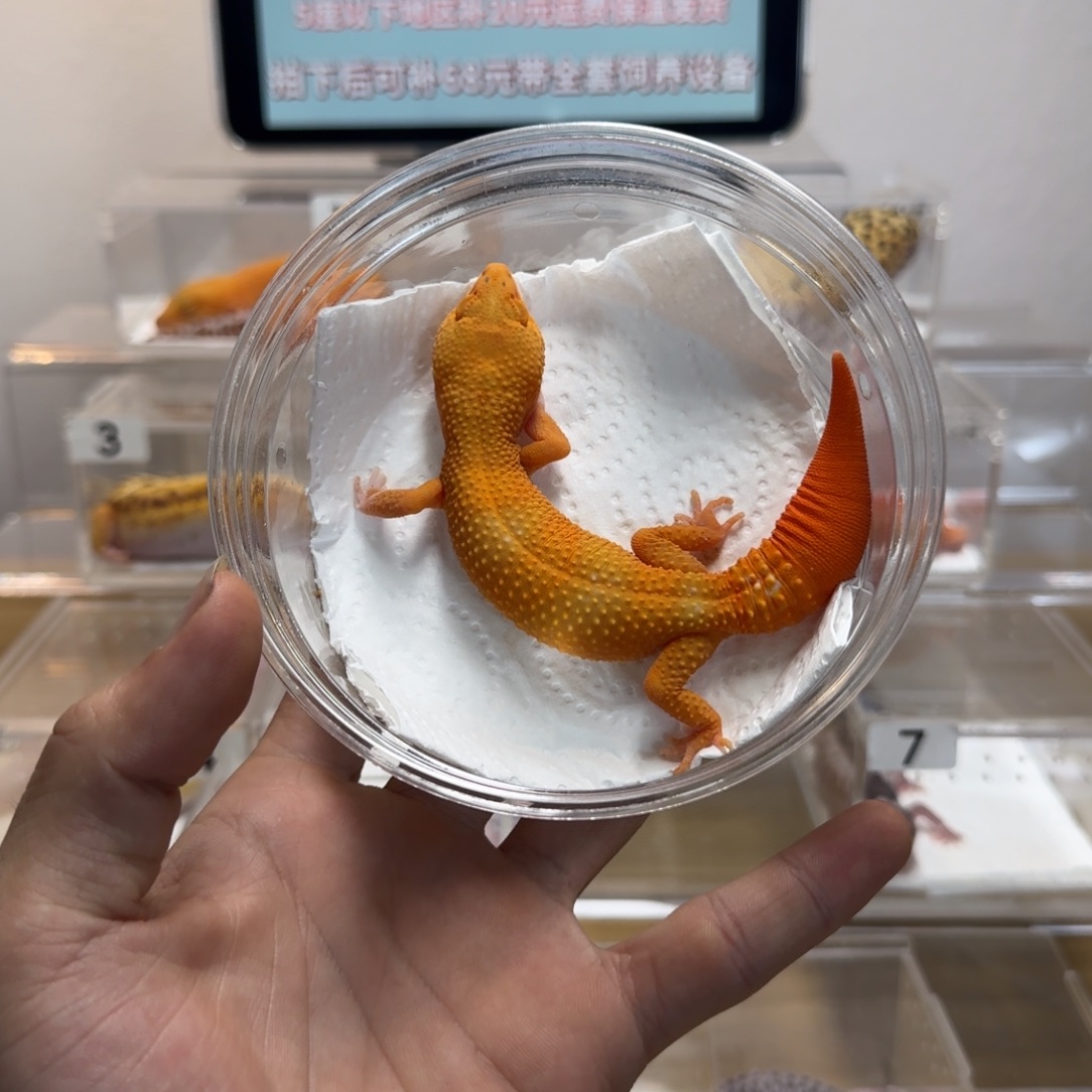 豹纹守宫贝尔蜜橘妹妹