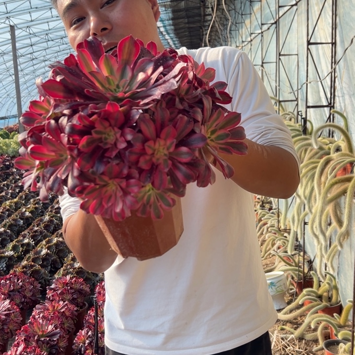 23.8精品美杜莎一颗