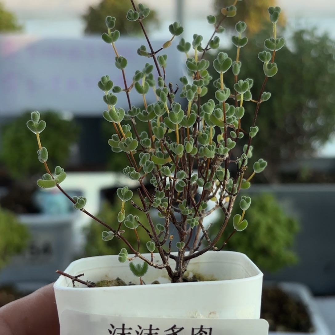 504莱斯枝干番杏福利