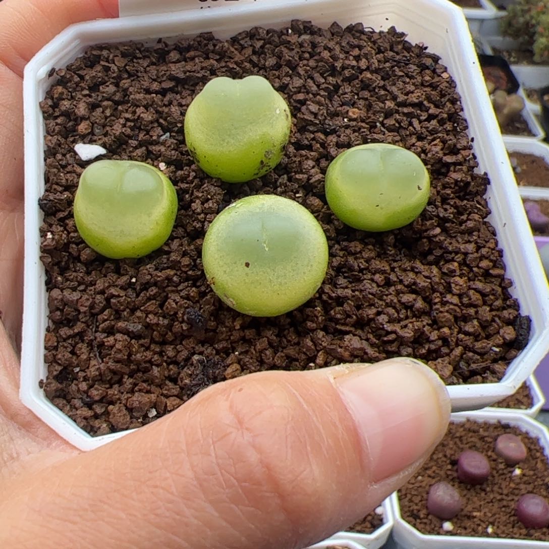 149号拉登2.15多肉