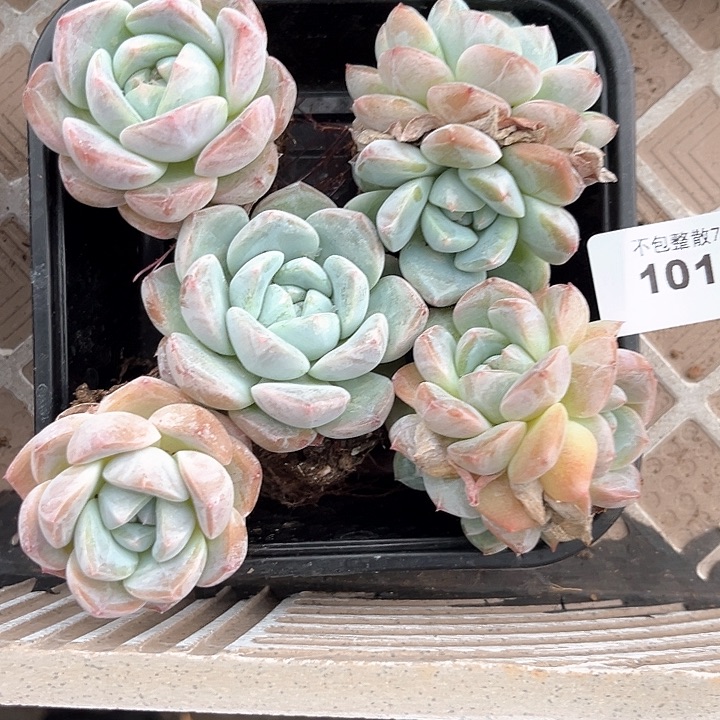 阿雅园艺。       10105