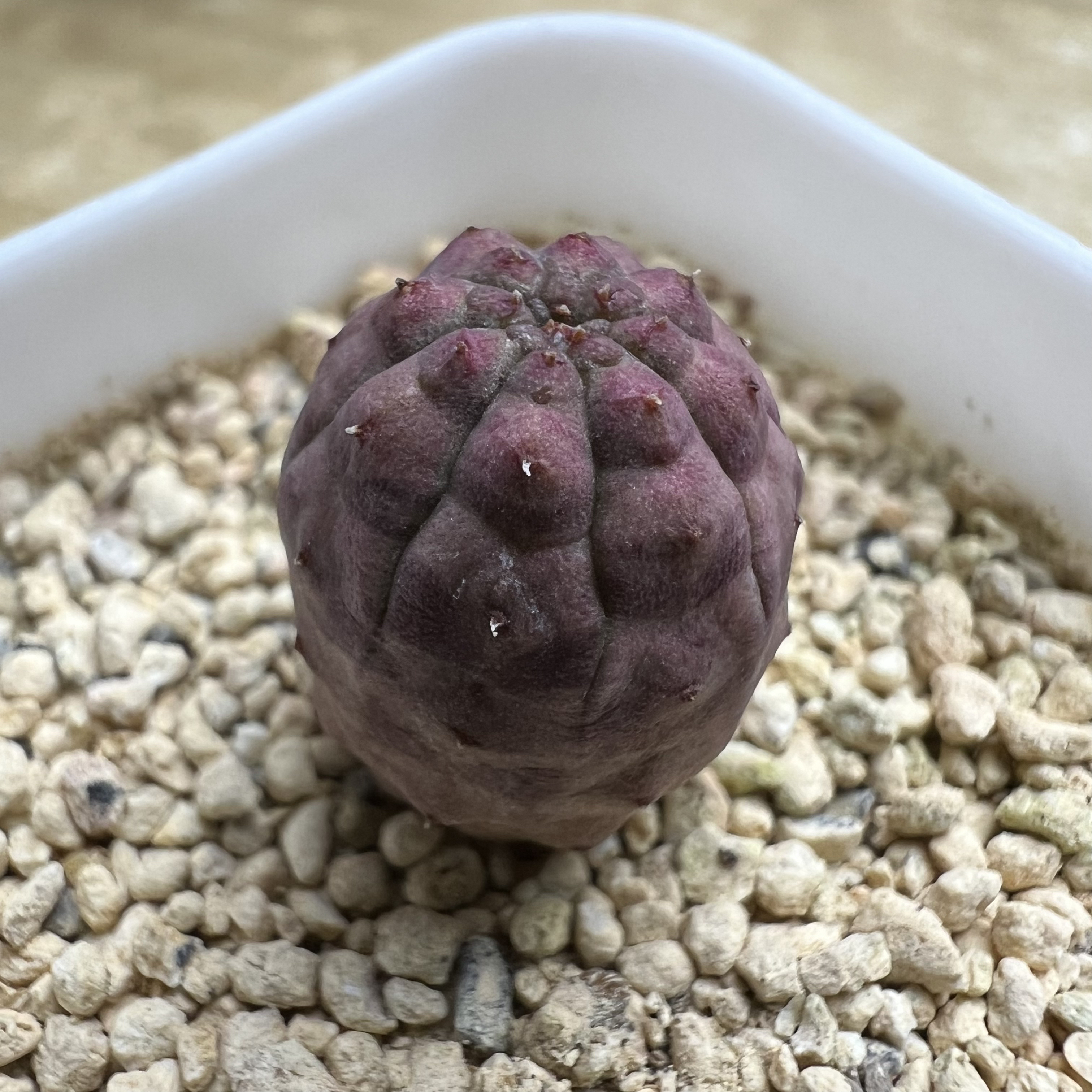 胭脂布纹球大戟实生仙人球块根多肉室内防辐射好养绿植盆栽