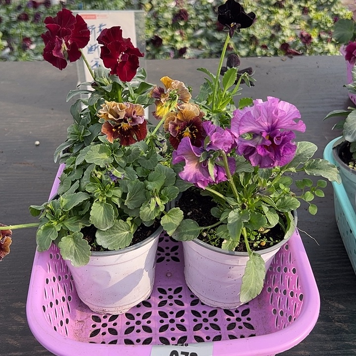 少量花朵（建议范围：2朵-5朵 或40%以下）072号