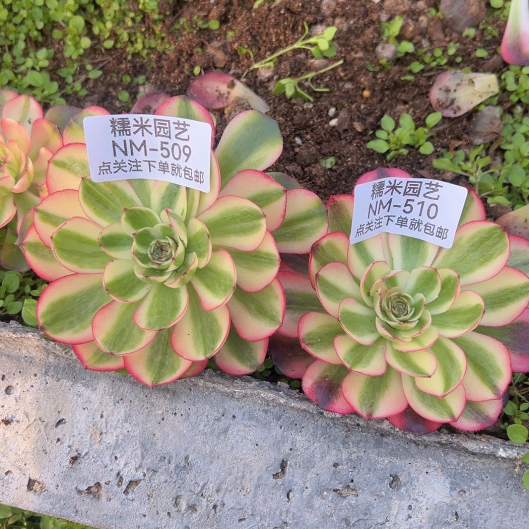 荔枝两颗多肉植物509-10