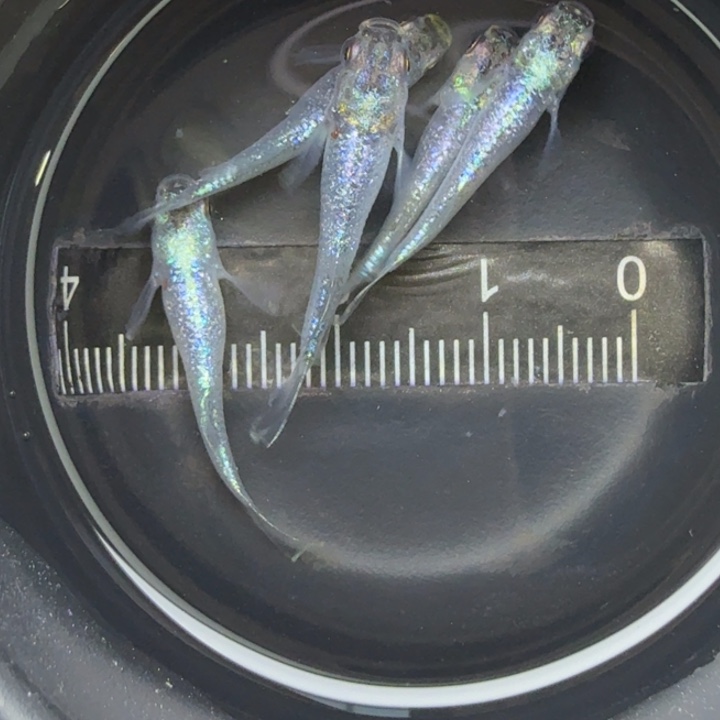 青鳉鱼妖精17号青鳉，