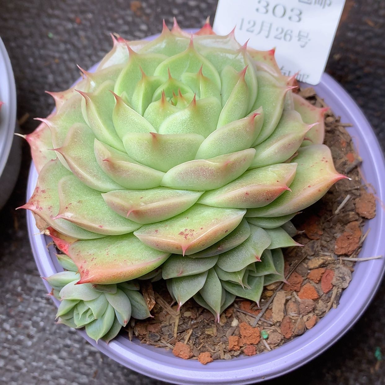 【闪购商品】云303号