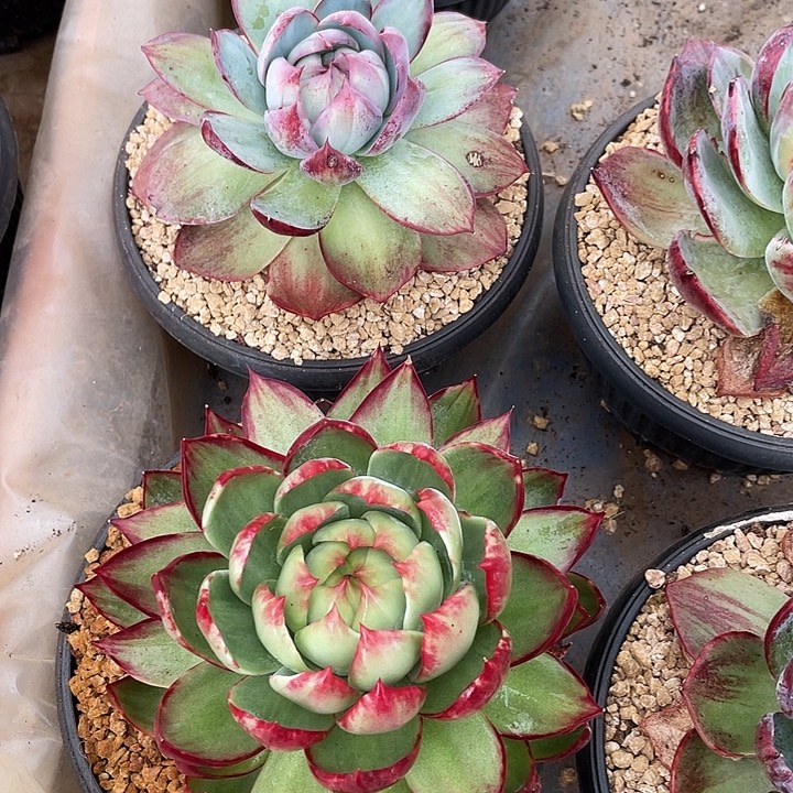 小***白惊鸿仙子多肉植物寄养发货