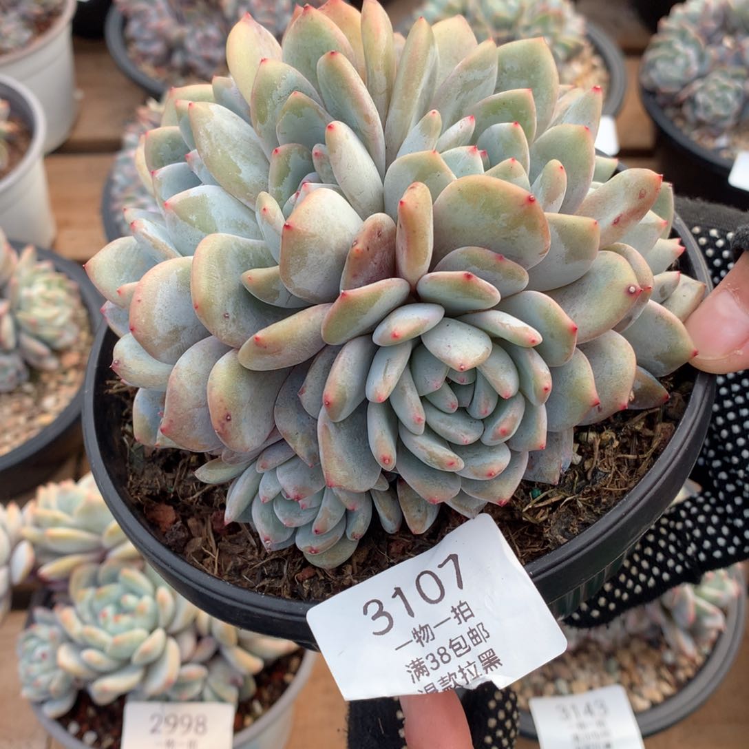 13厘米石榴籽朵朵无砍3107