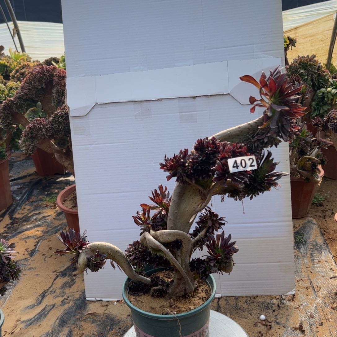 有伤黑缀402高37