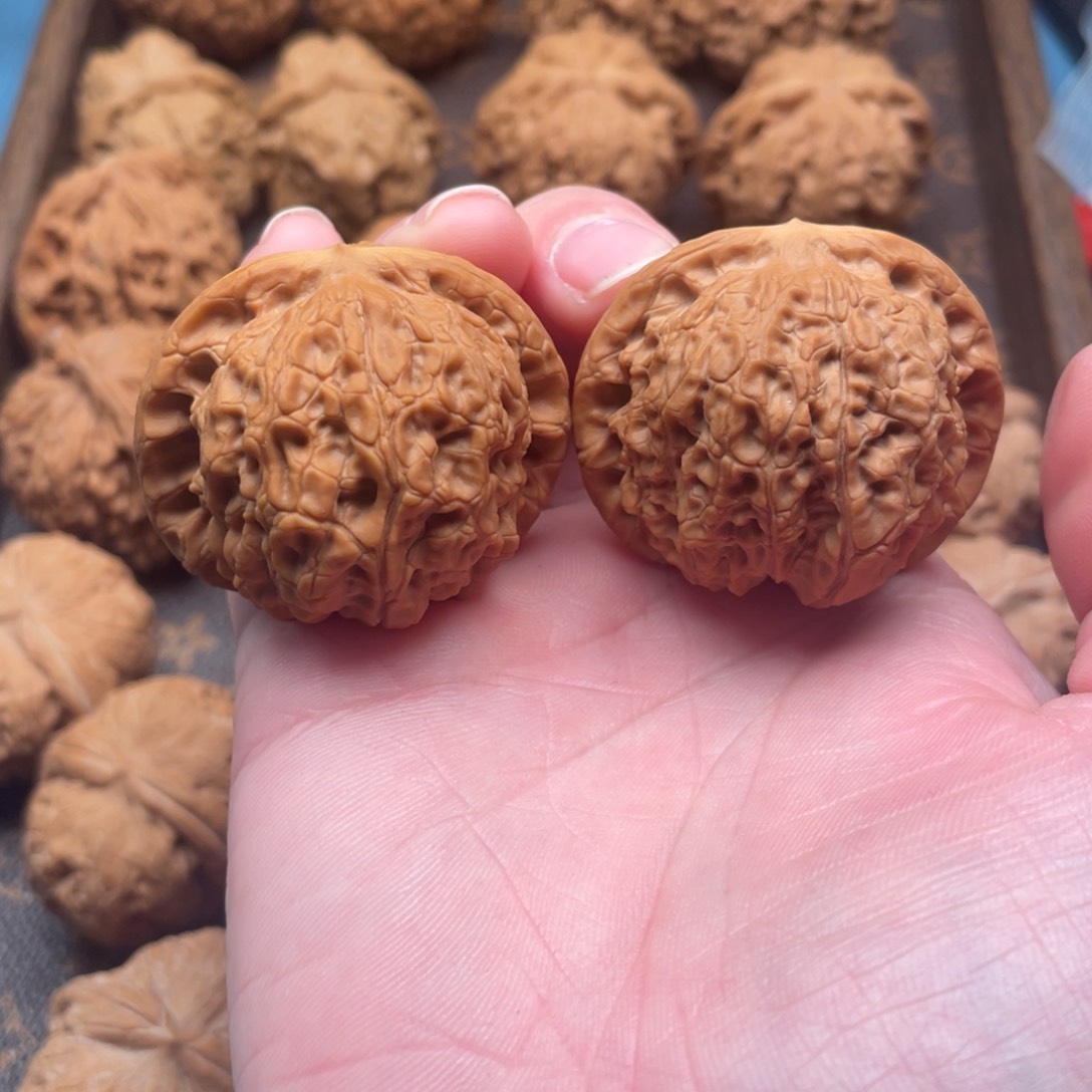 硬*血麒麟41尺寸，，，