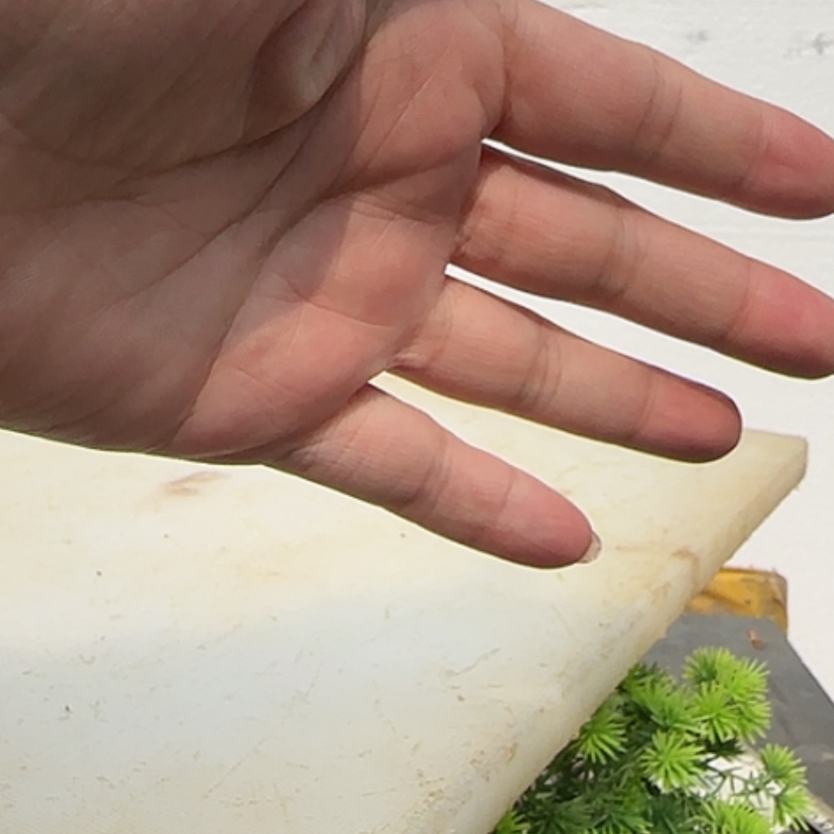 【闪购商品】香榧木这么大岁数我还是很不错