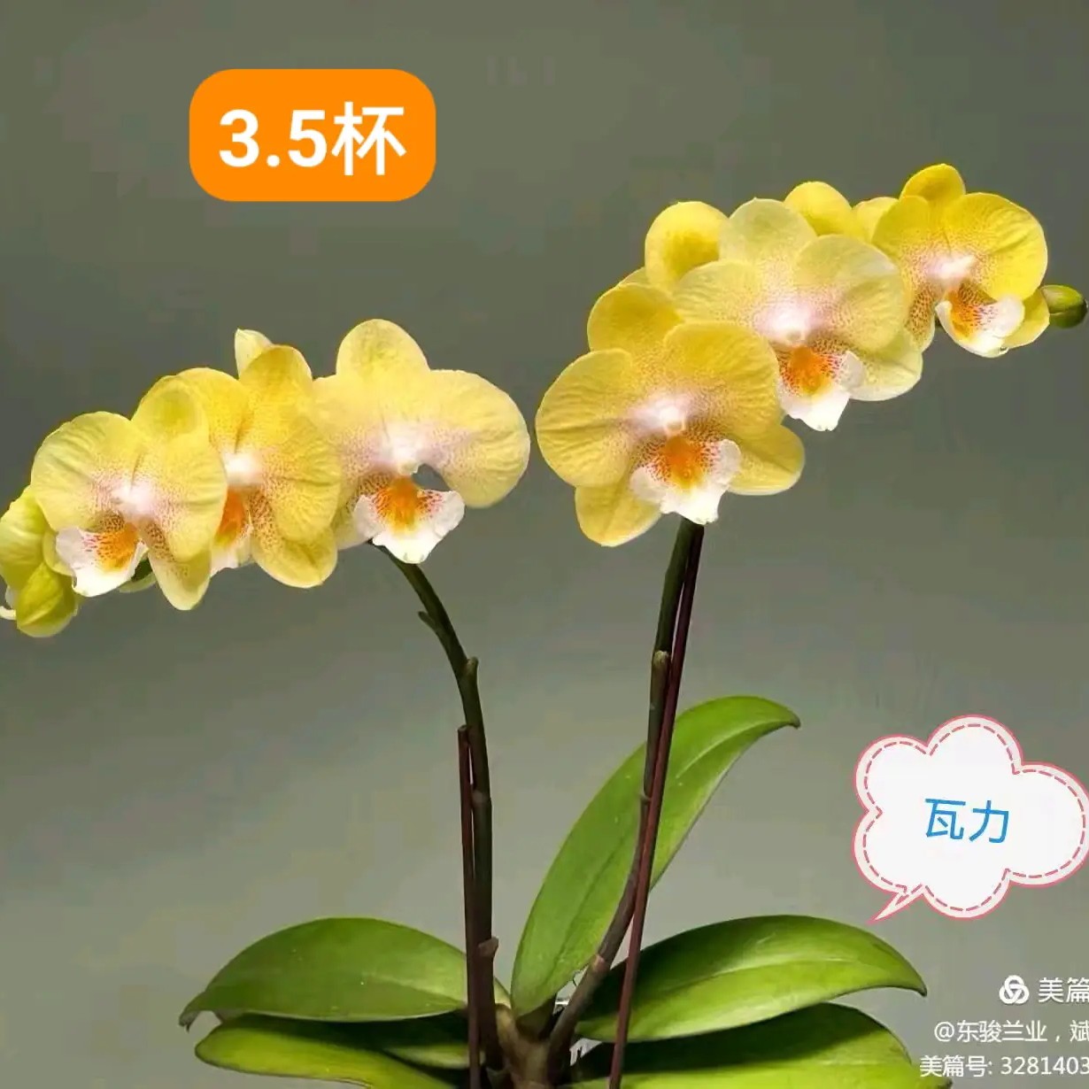 蝴蝶兰瓦力，花剑刚破口