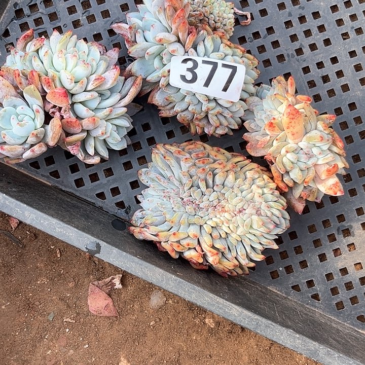 ༄*࿐多肉植物一物一拍