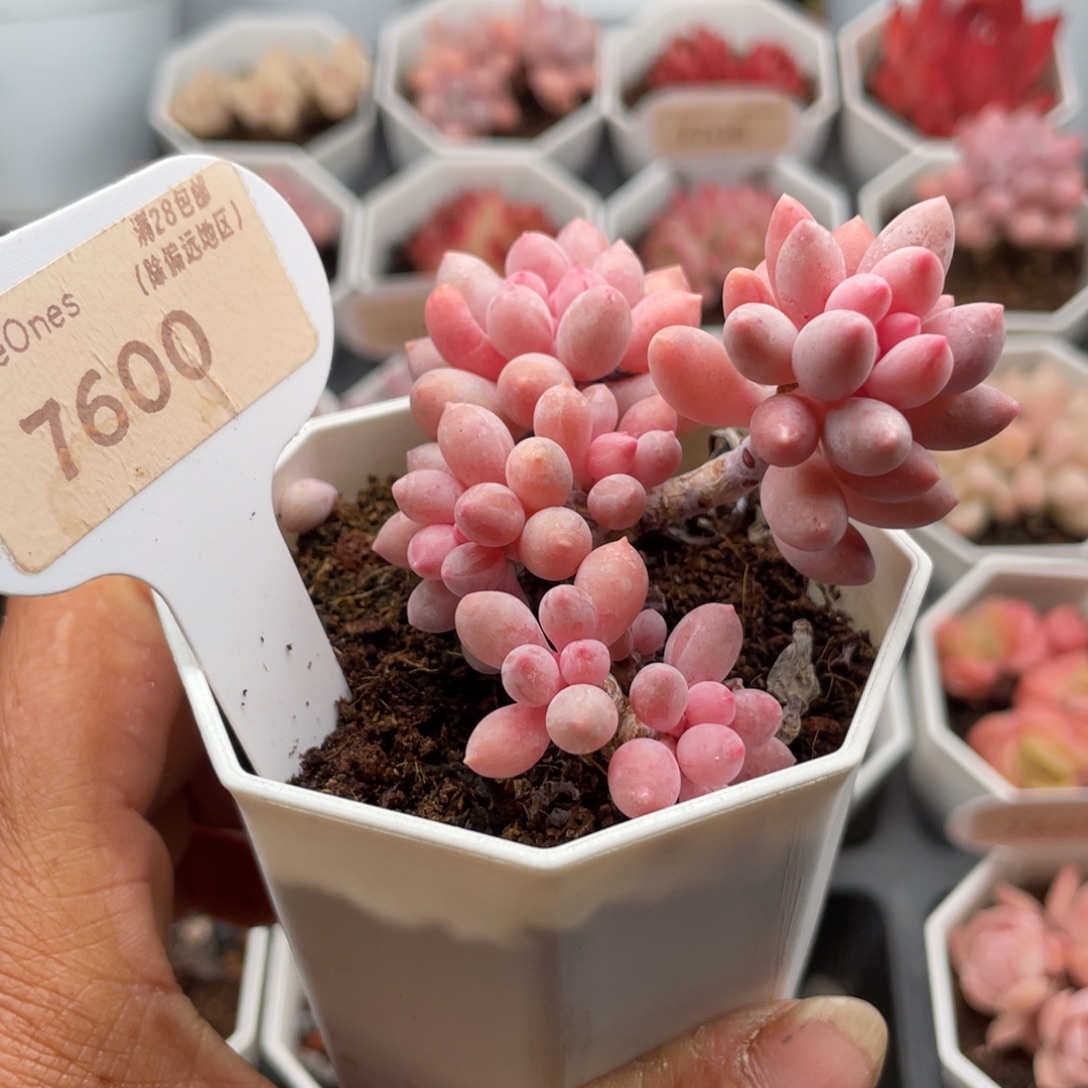 婴儿手指7600-6.5厘米