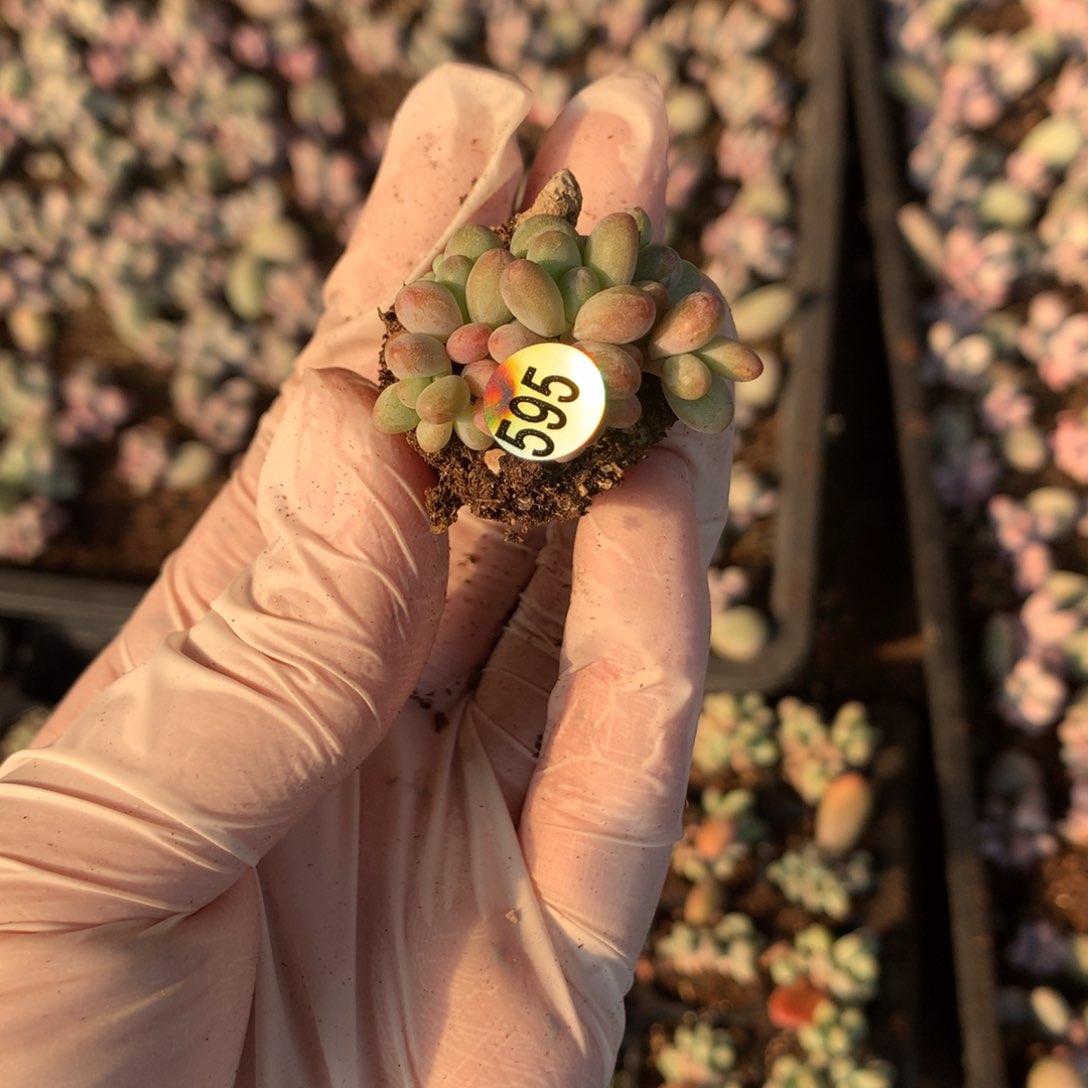 苹果奶叶插595哈