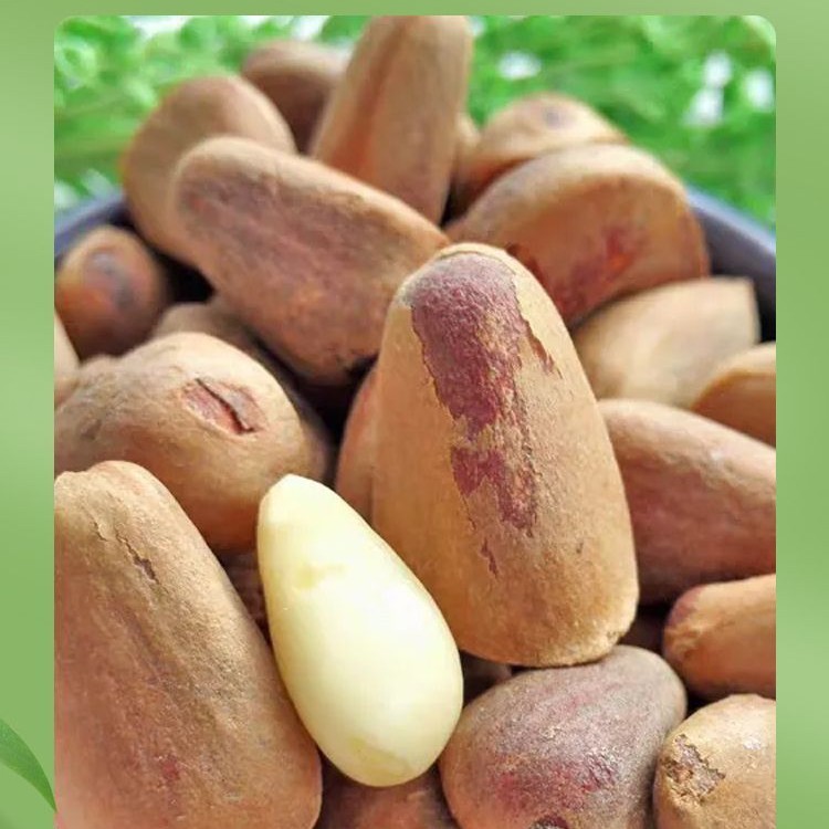 长白山新鲜松子不开口原味