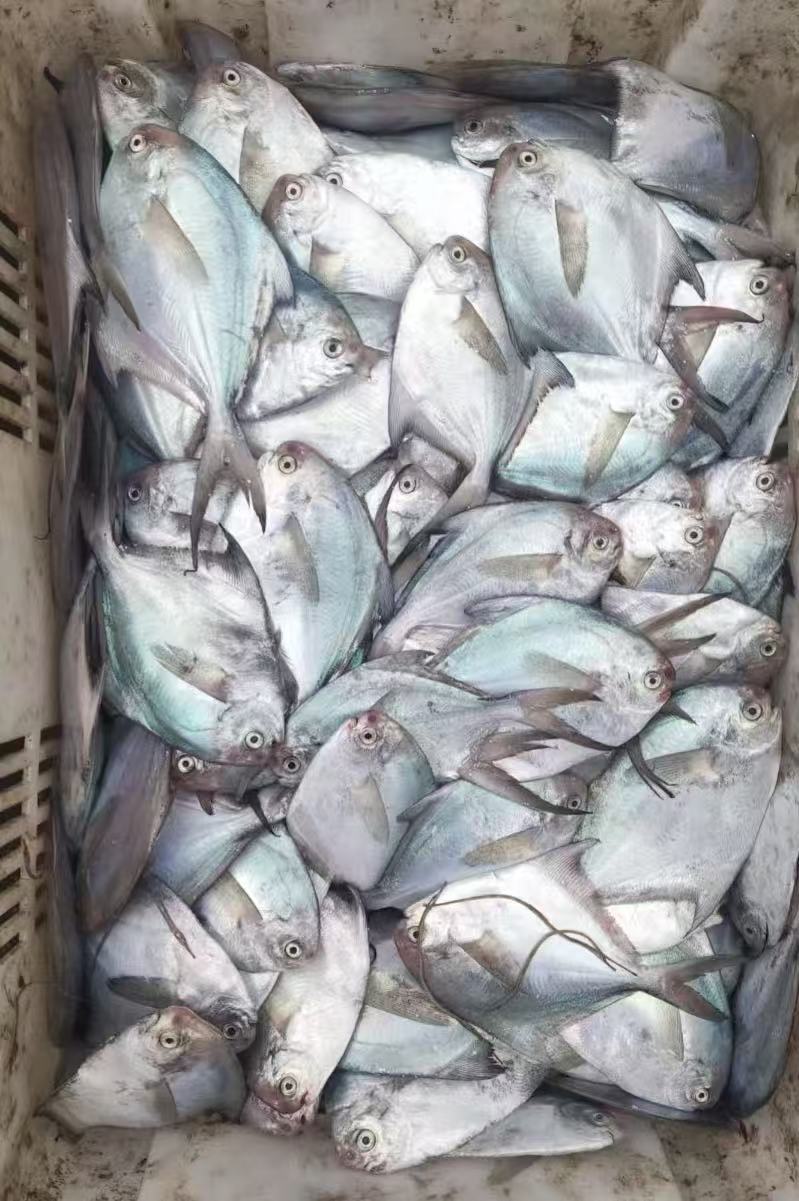 野生美味小白鲳【5条/斤】顺丰包邮