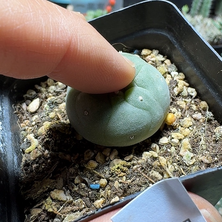 641蓝白肌银鱼脱土发货