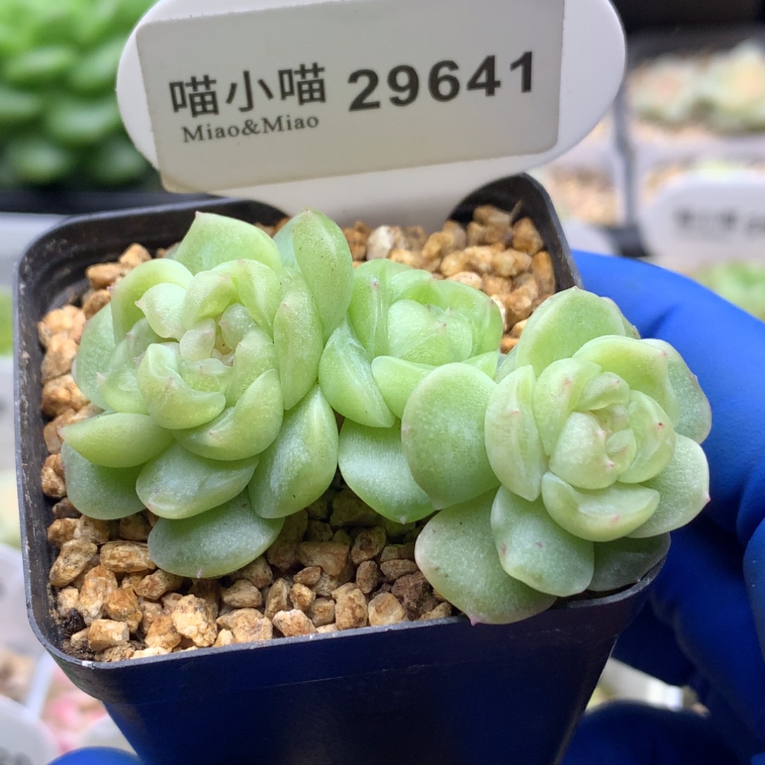 李***茜多肉植物杂交珍妮