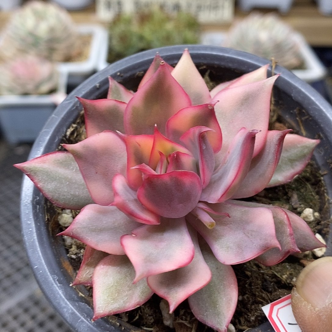 2830 红莲覆轮锦