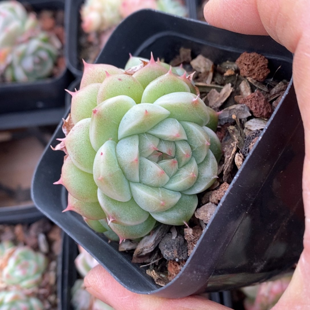 精品多肉一物一拍不包整94