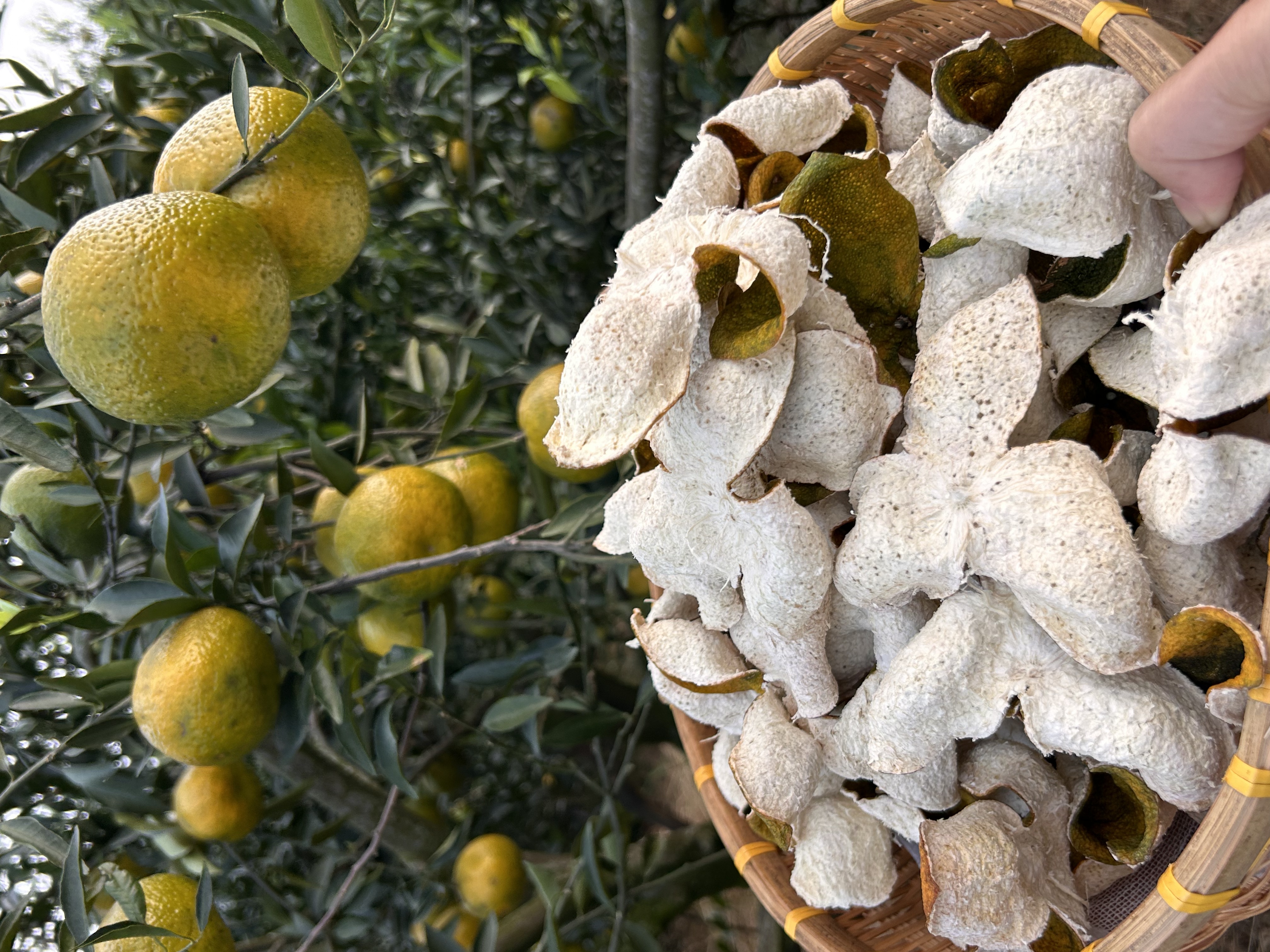 2025正宗新会陈皮二红陈皮 天然晾晒新皮（老树果皮）