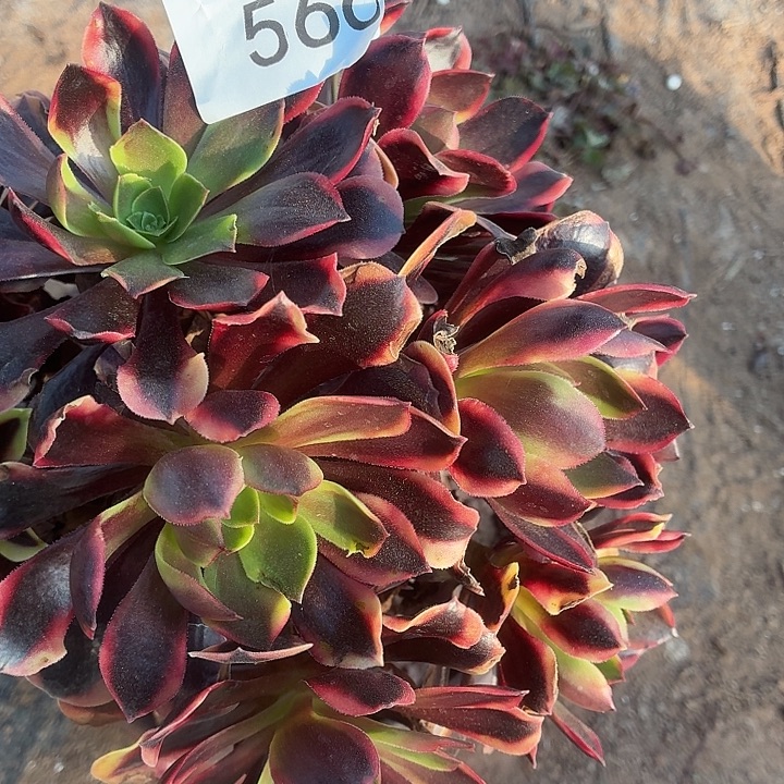 566号一物一拍1棵脱土