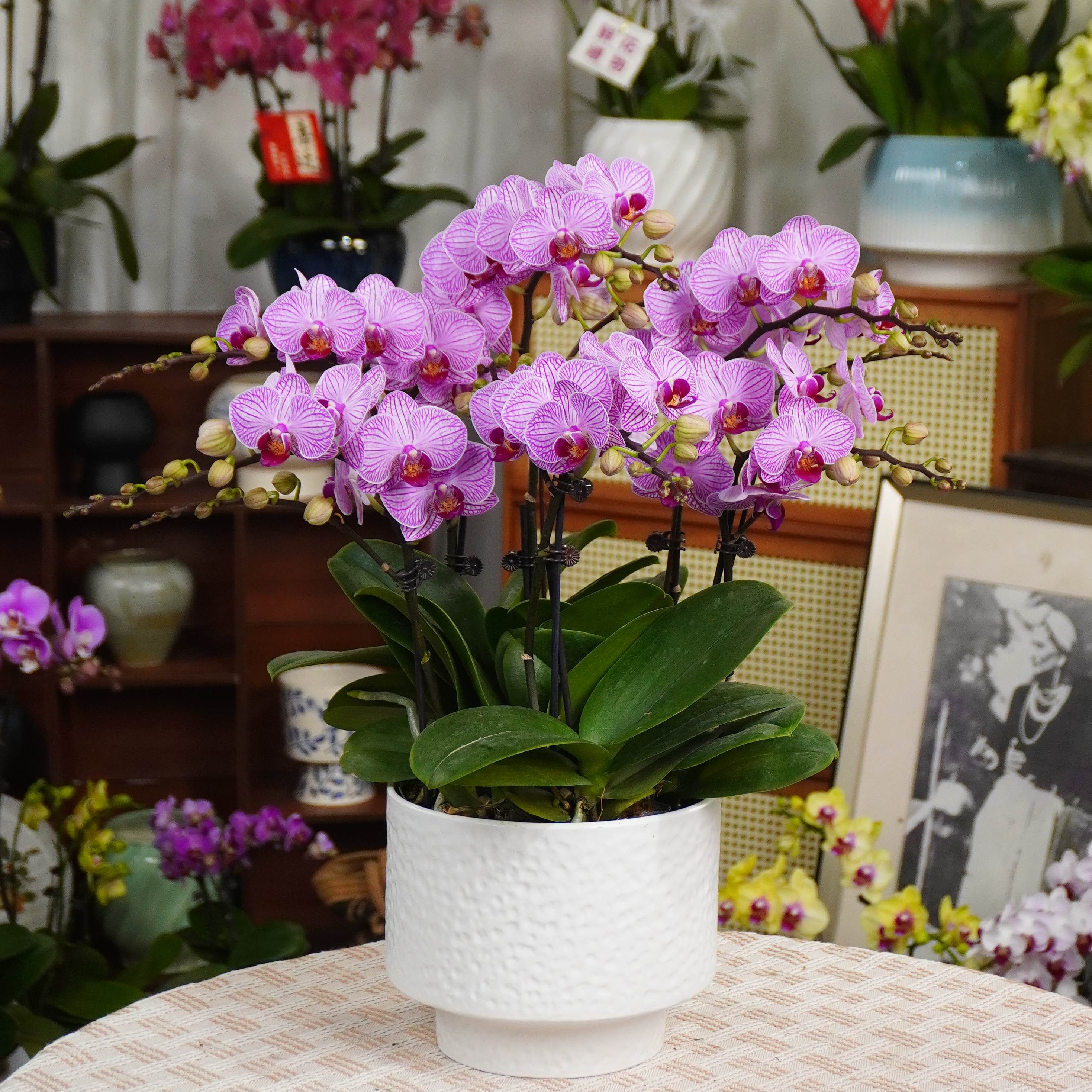 【霞光】蝴蝶兰四季好养精美花卉观果植物杂交兰卡特兰精兰花