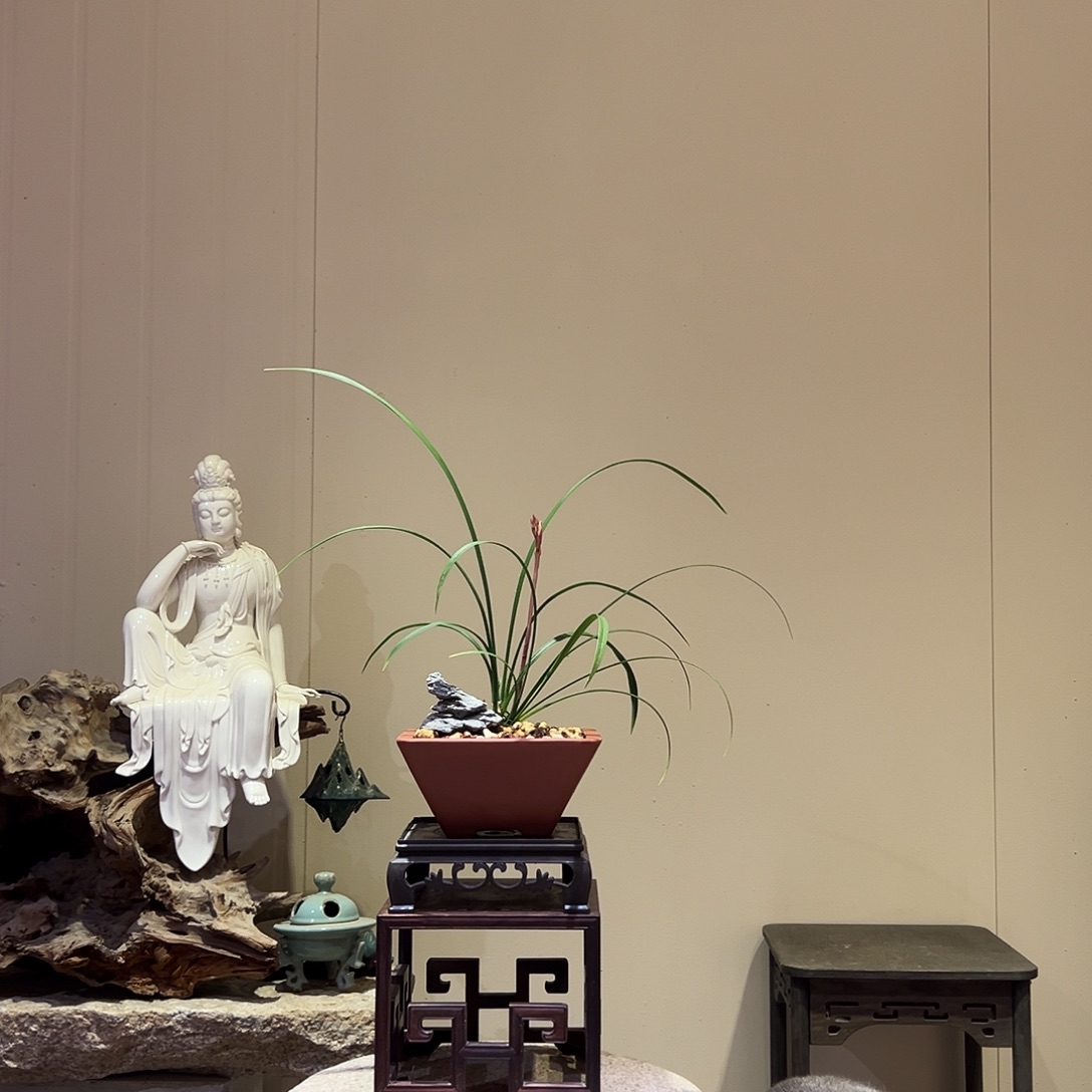 大部分花苞少量开放黄奇花