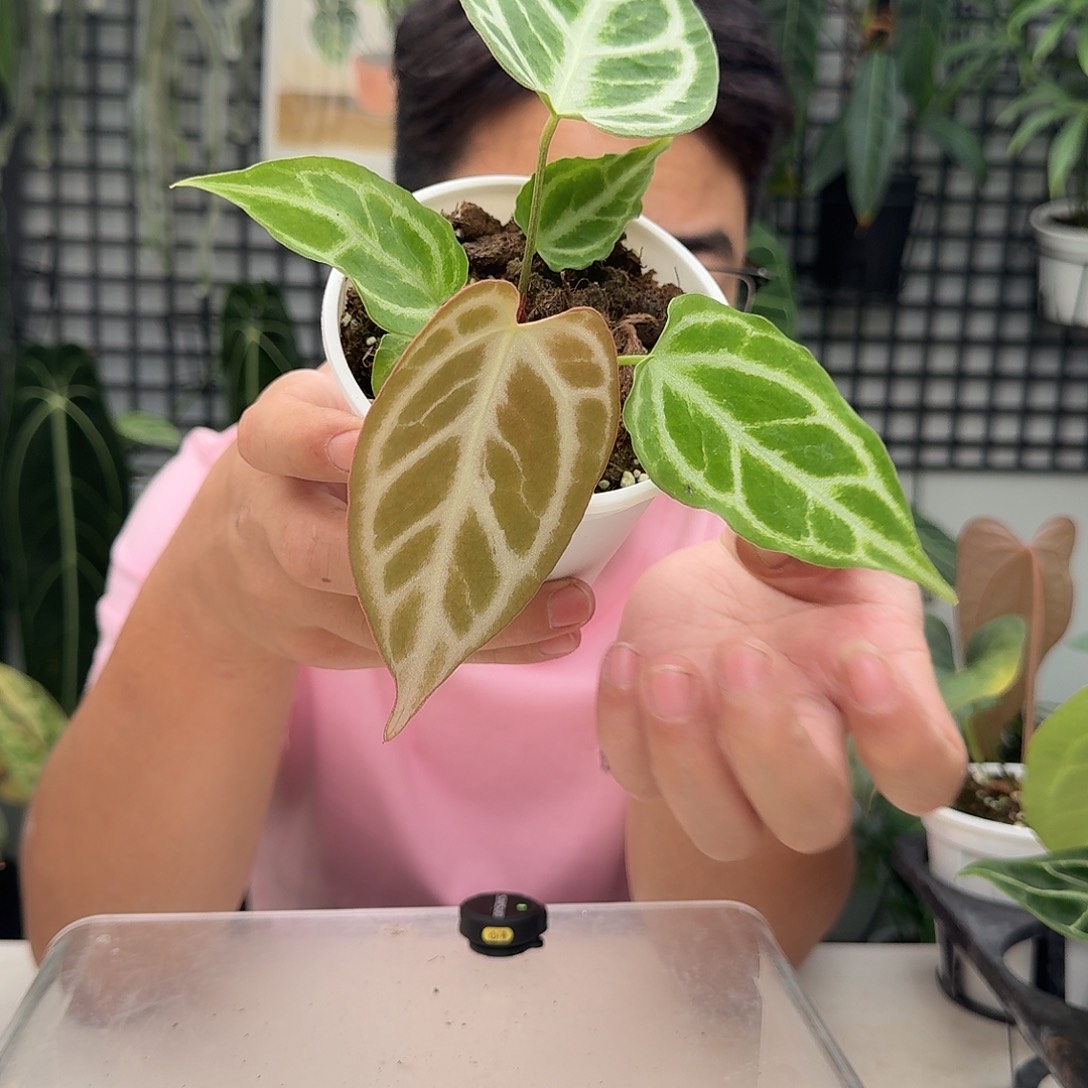 完全开放B134撕裂银虎杂蝴蝶