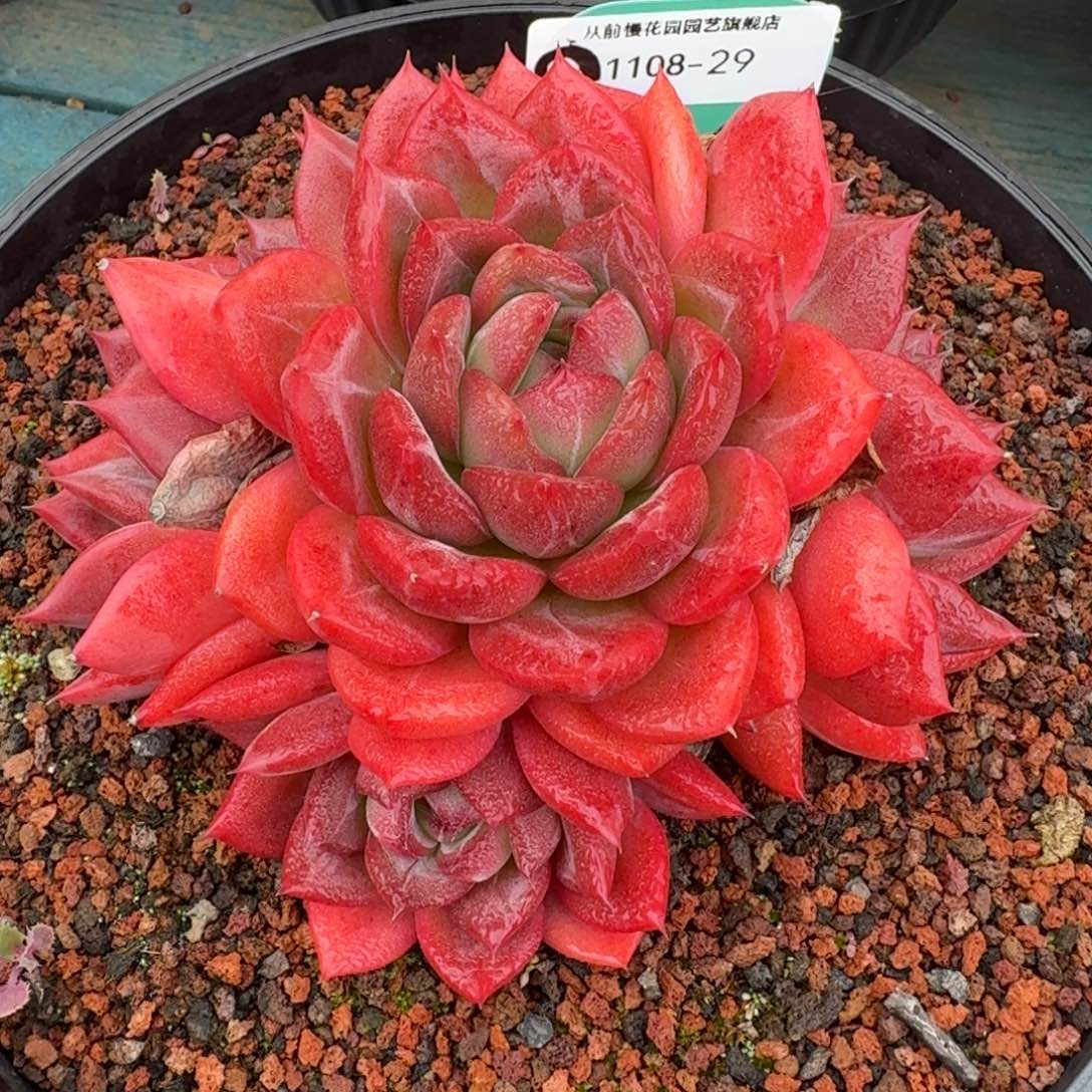 从前慢多肉精选编号1108.29