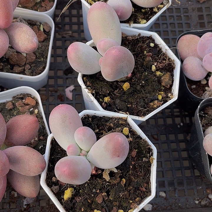 米可奶带盆土发货