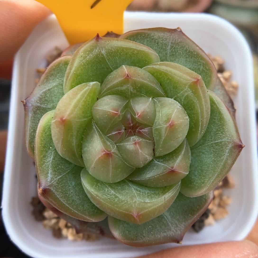 气泡可拍779号。       