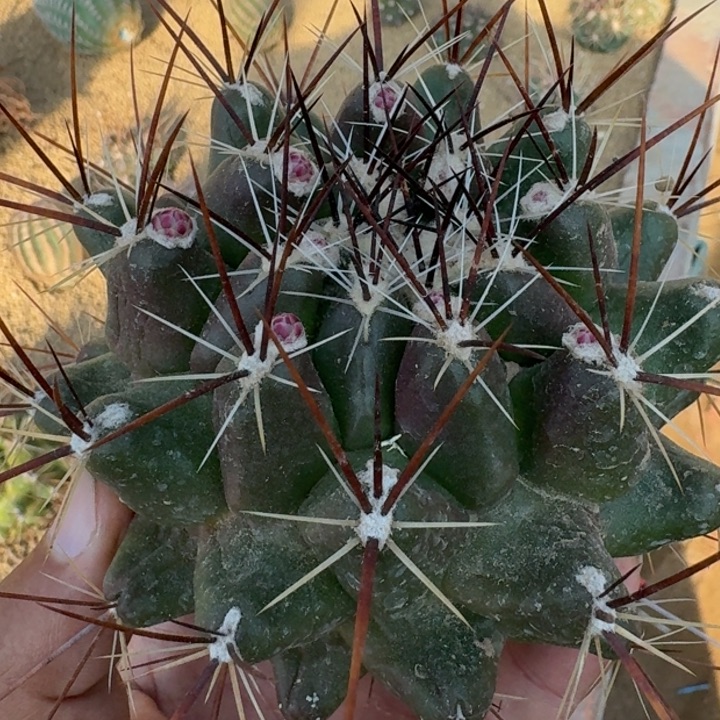 伽奈瘤玉有根56666665555